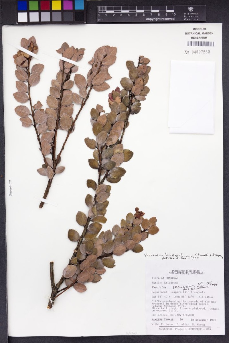 Vaccinium haematinum photo 6