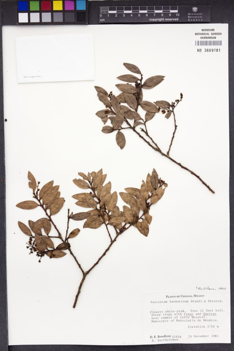 Vaccinium haematinum photo 8