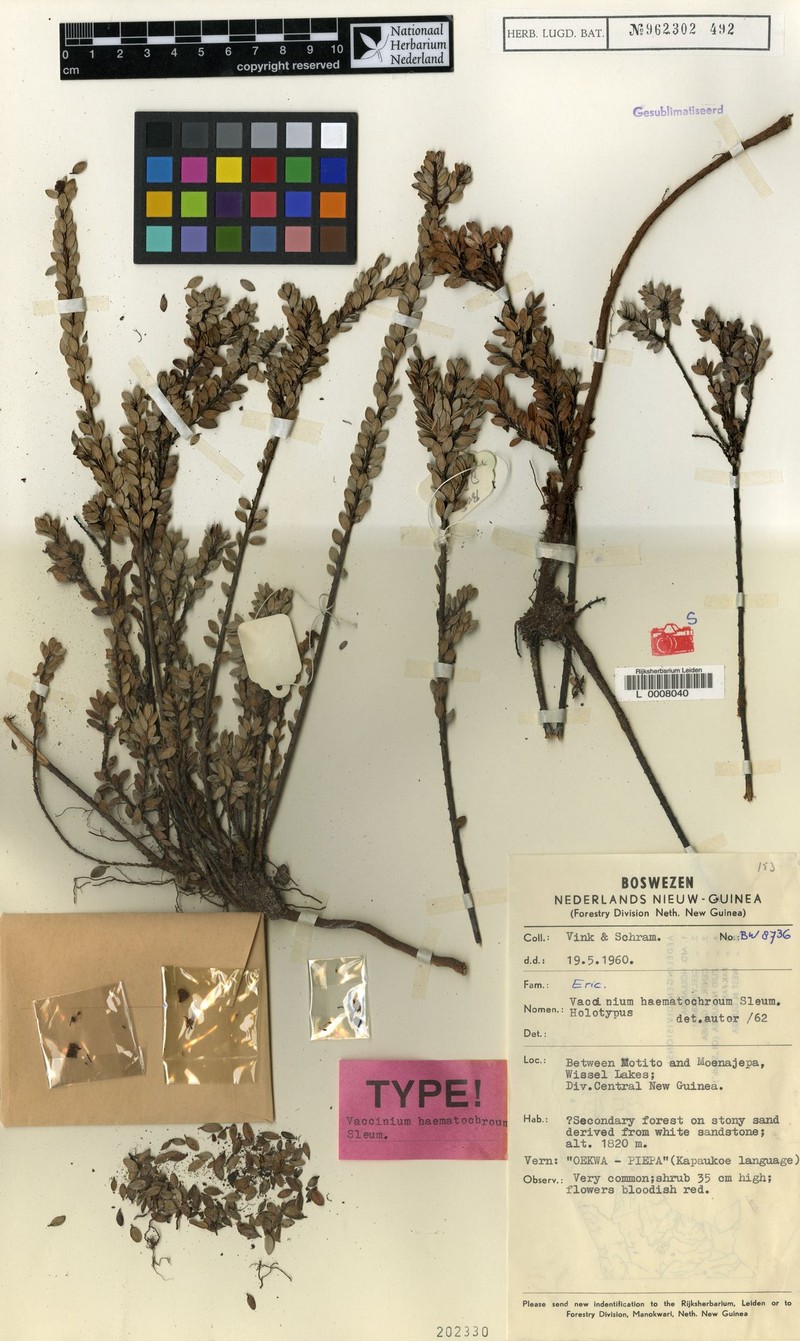 Vaccinium haematochroum