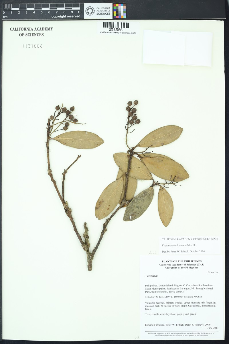 Vaccinium halconense
