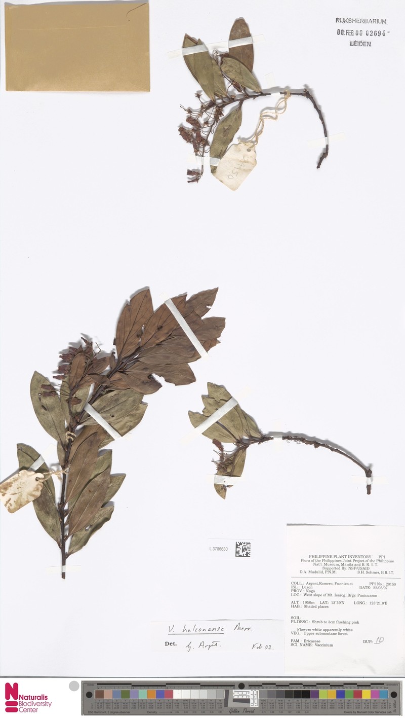 Vaccinium halconense photo 2