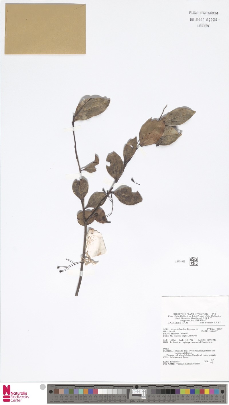 Vaccinium halconense photo 3