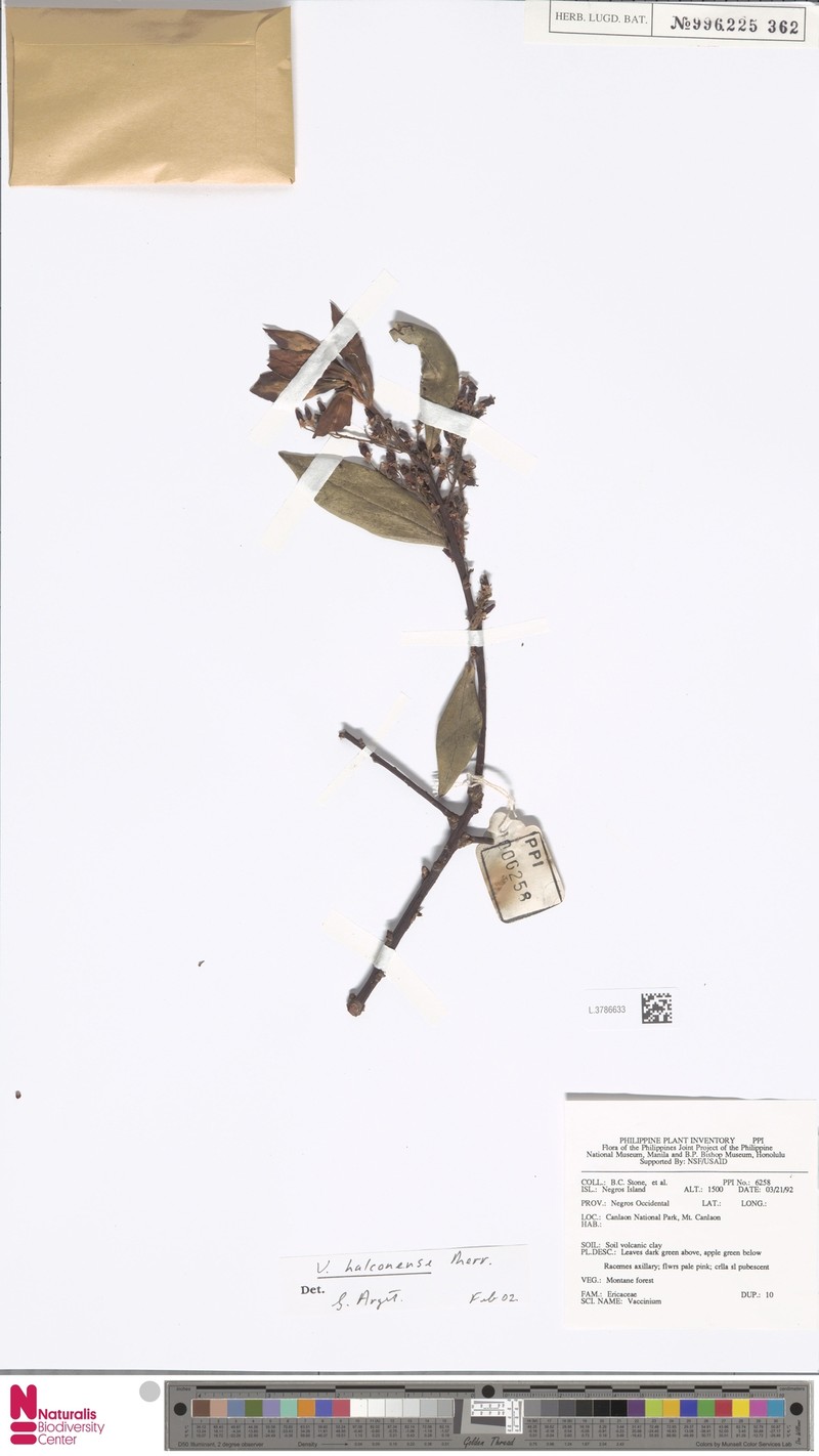 Vaccinium halconense photo 4