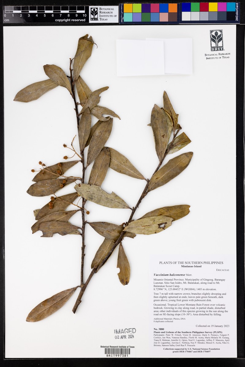 Vaccinium halconense photo 5
