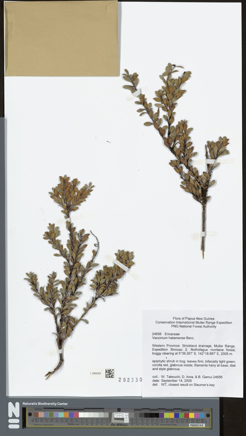 Vaccinium hatamense