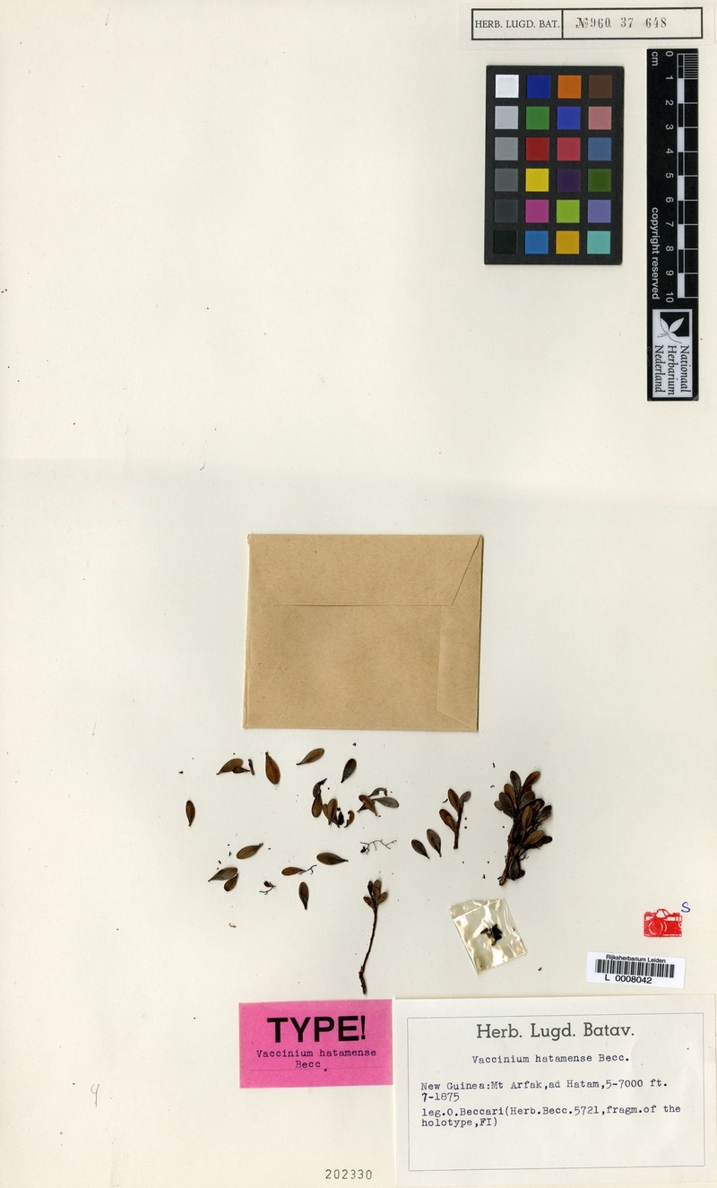 Vaccinium hatamense photo 2