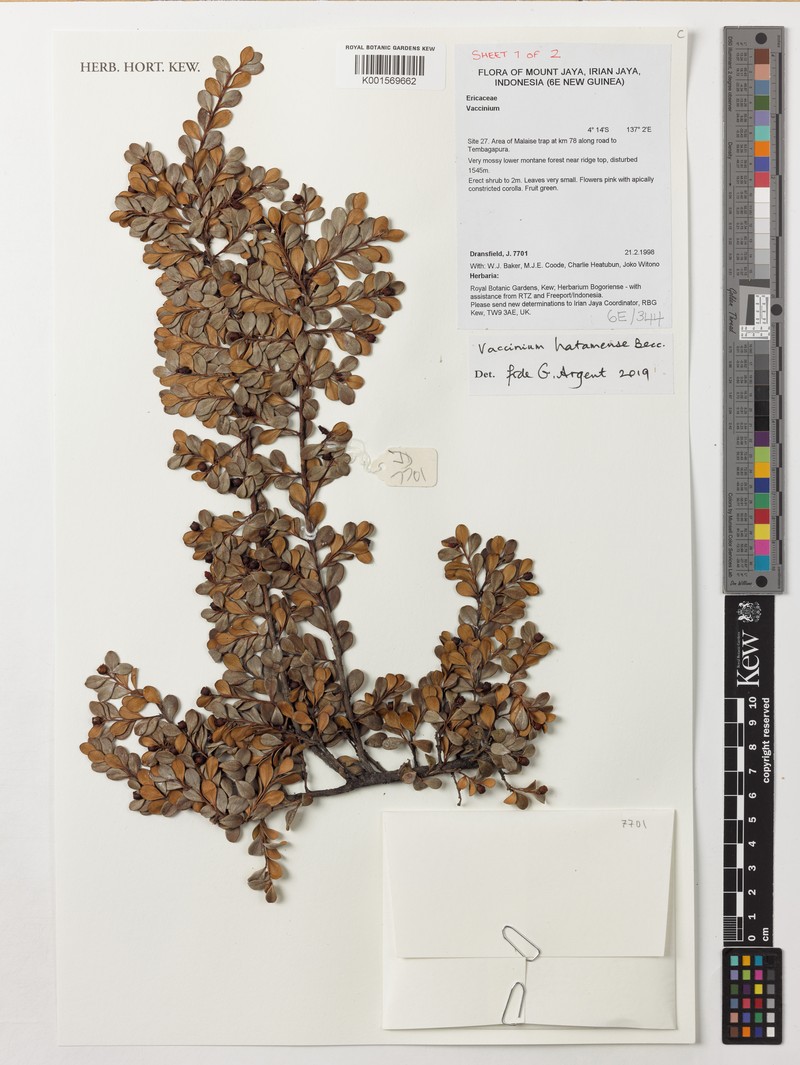 Vaccinium hatamense photo 3