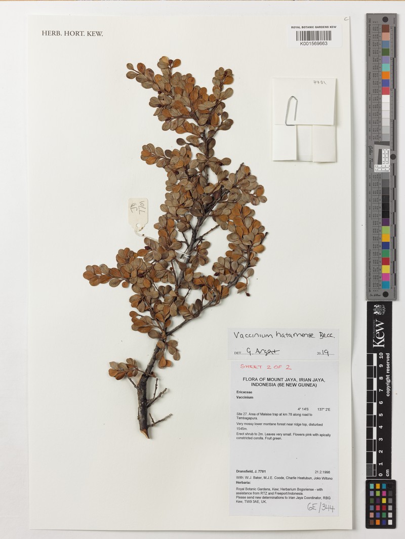 Vaccinium hatamense photo 4