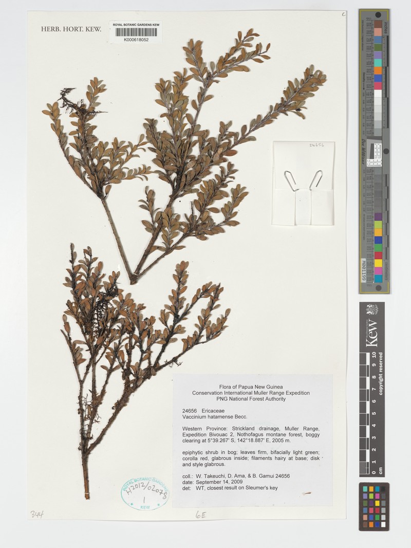 Vaccinium hatamense photo 5