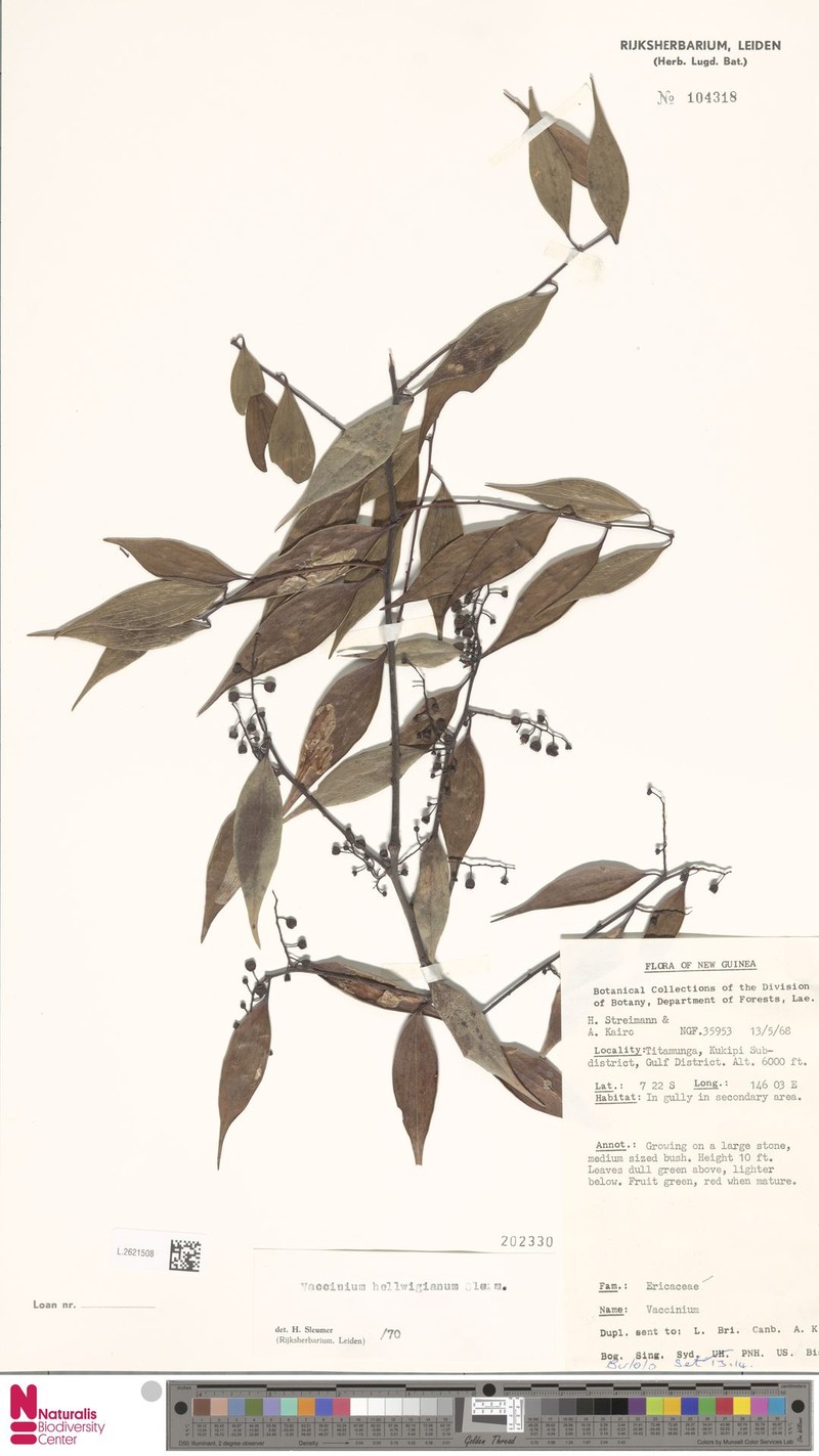 Vaccinium hellwigianum