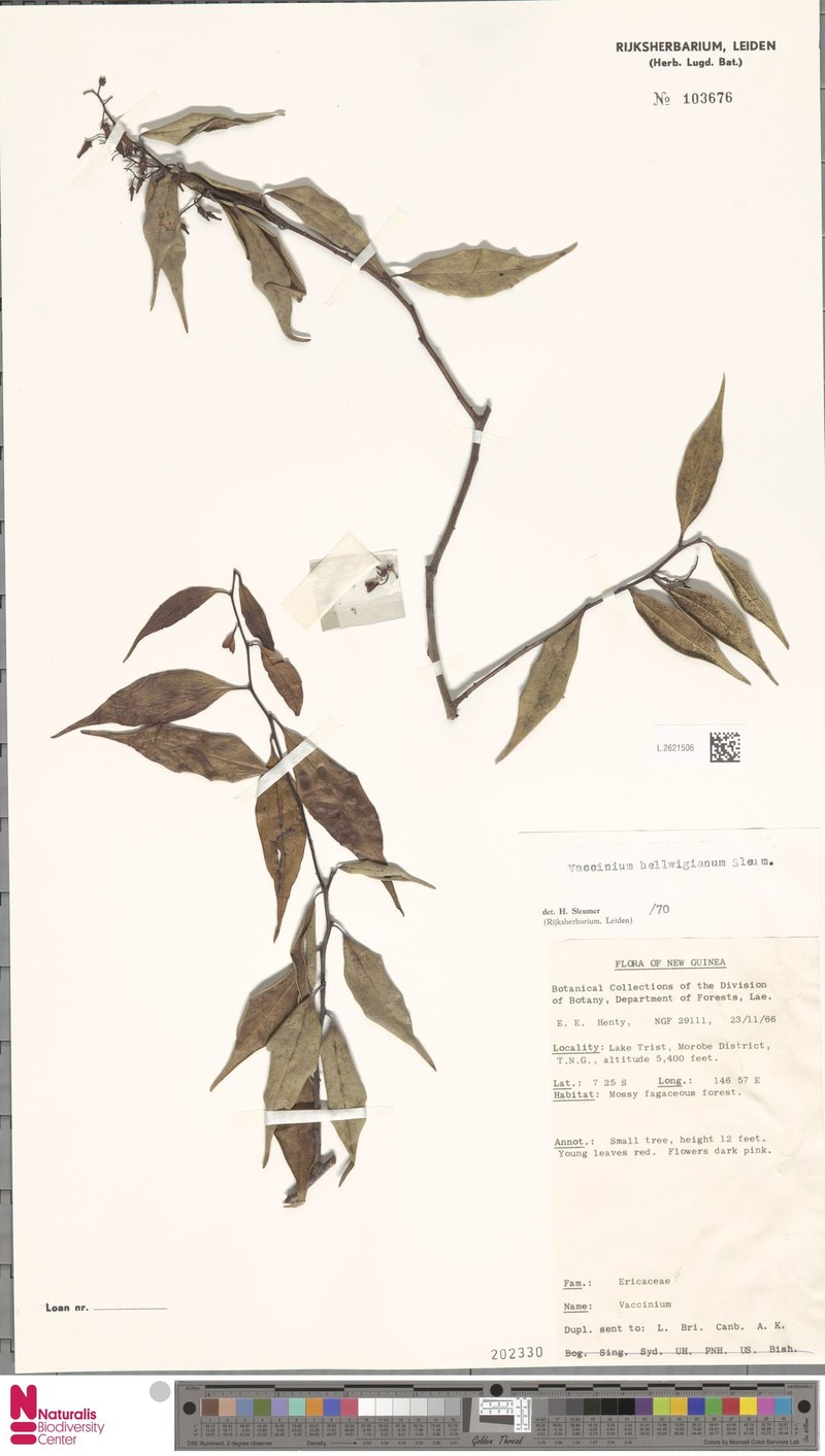Vaccinium hellwigianum photo 2