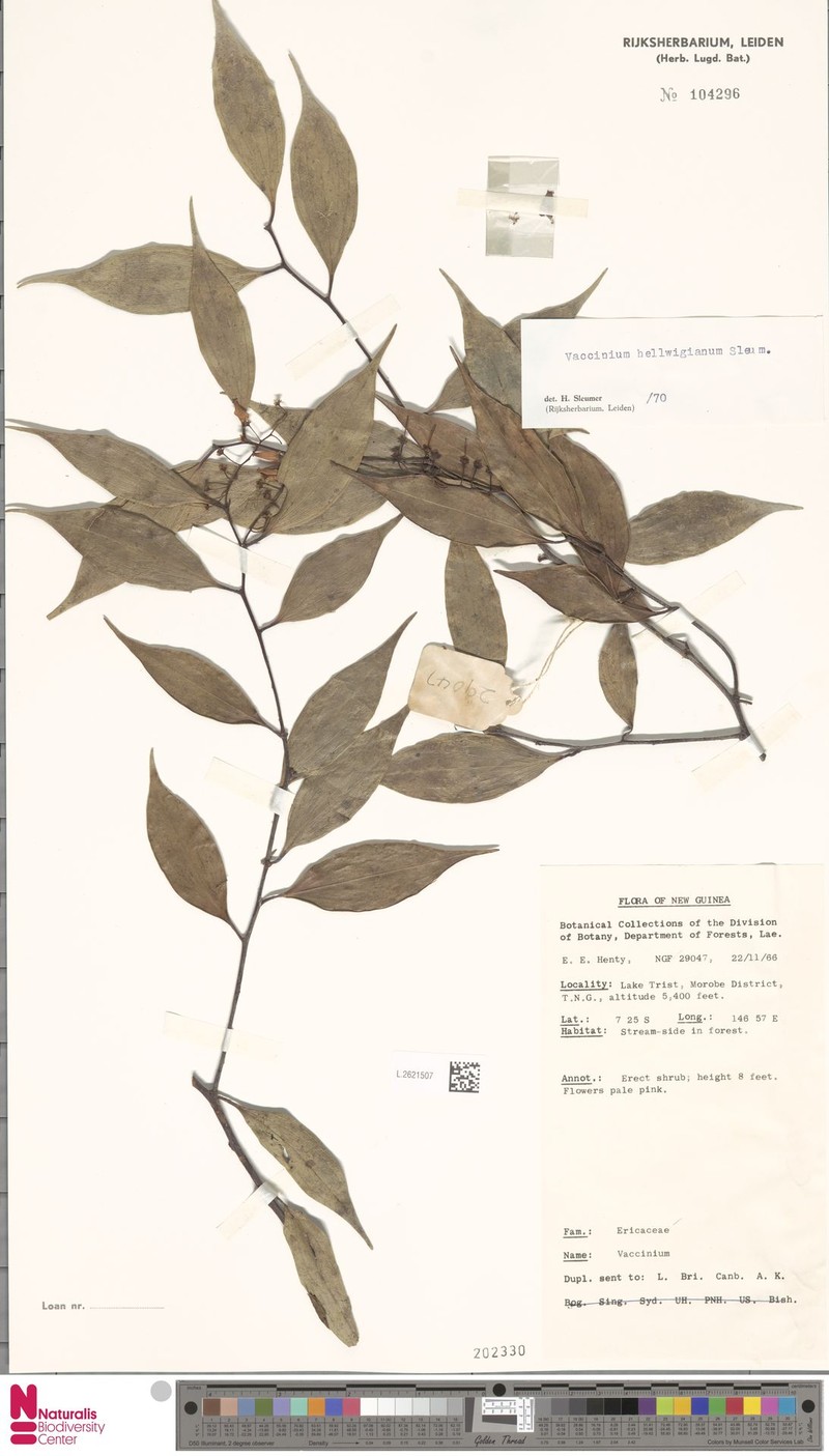 Vaccinium hellwigianum photo 3