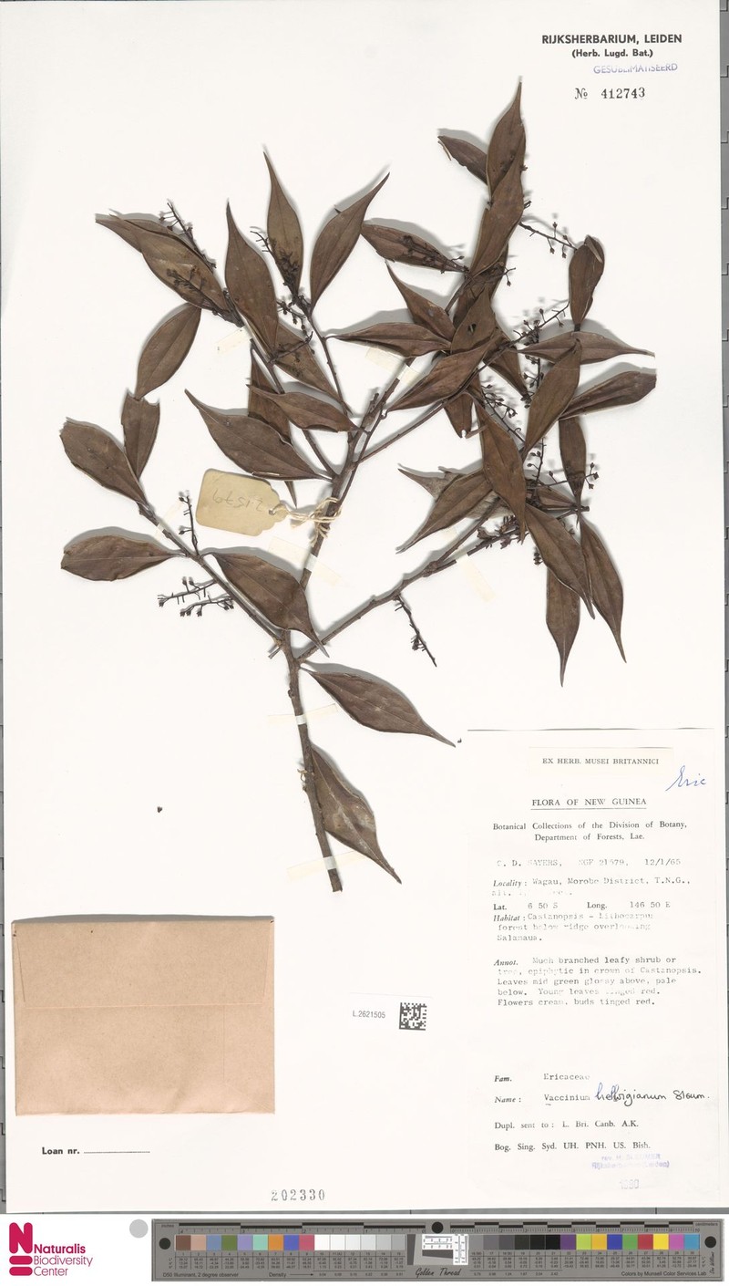 Vaccinium hellwigianum photo 4