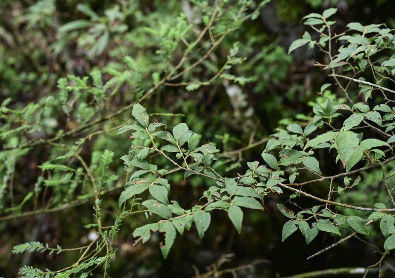 Vaccinium henryi