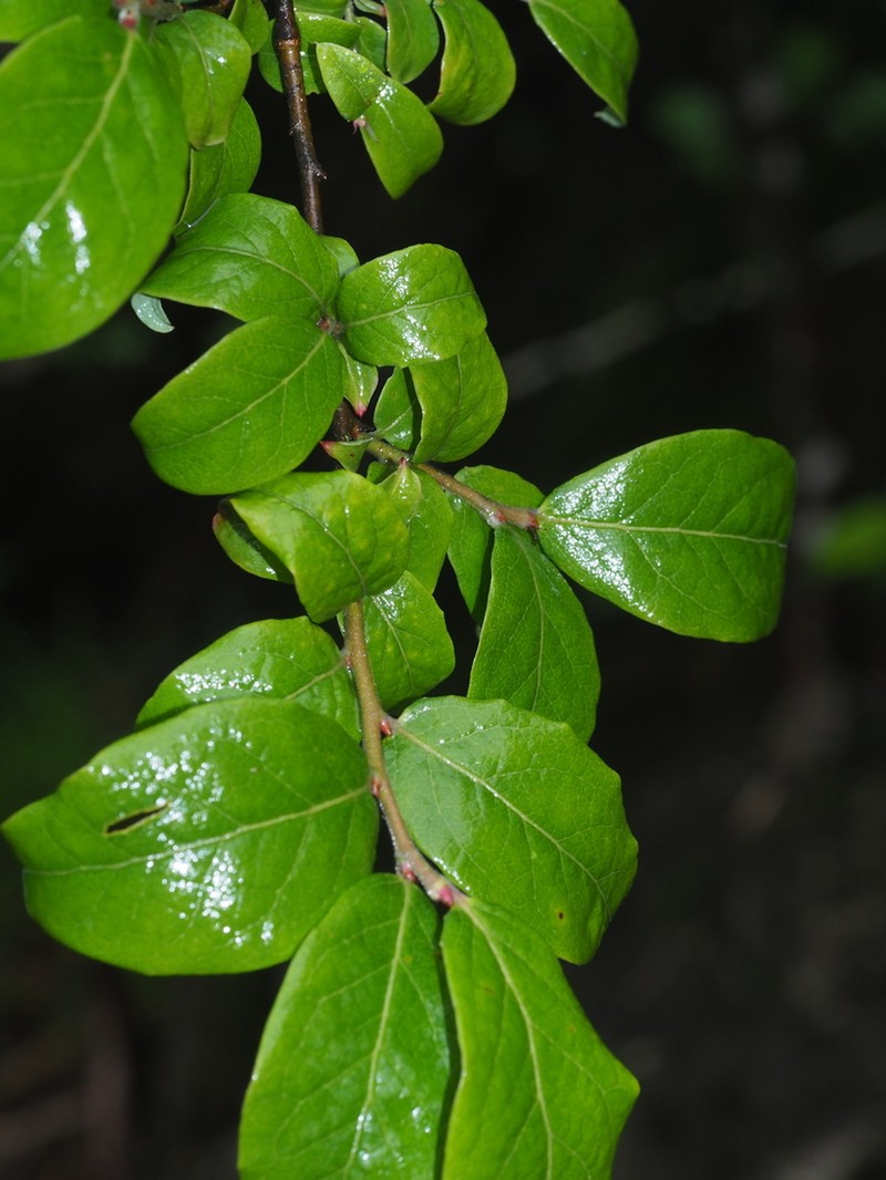 Vaccinium henryi photo 2