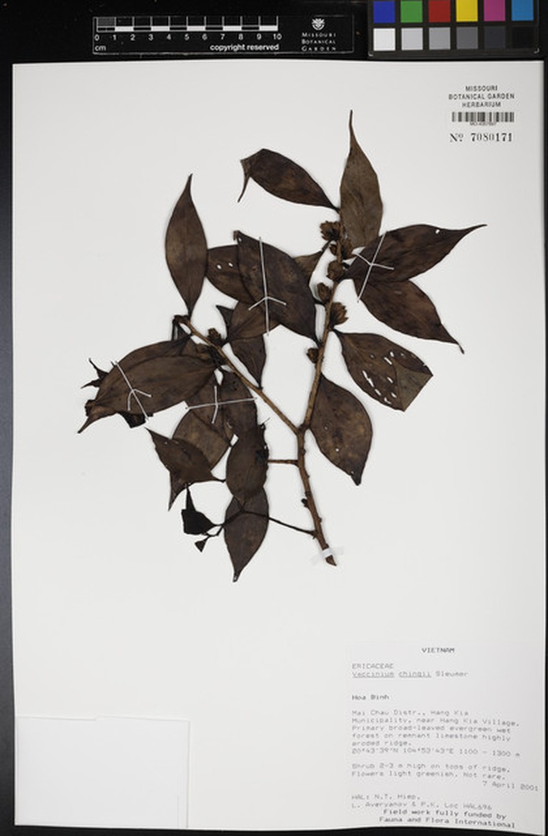 Vaccinium henryi photo 3