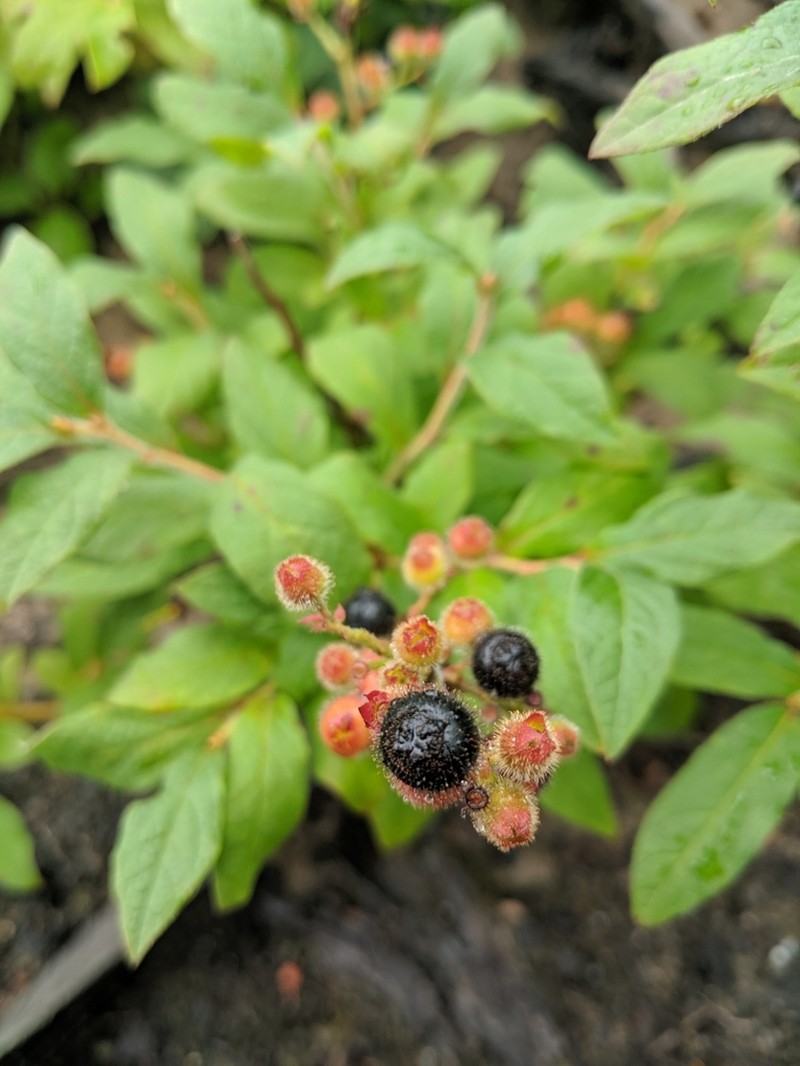 Hairy Blueberry photo 3