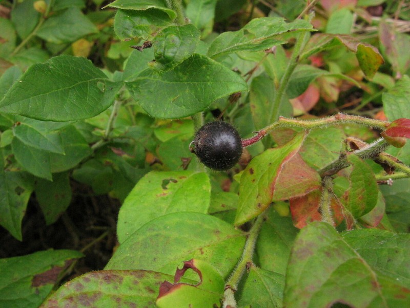Hairy Blueberry photo 4