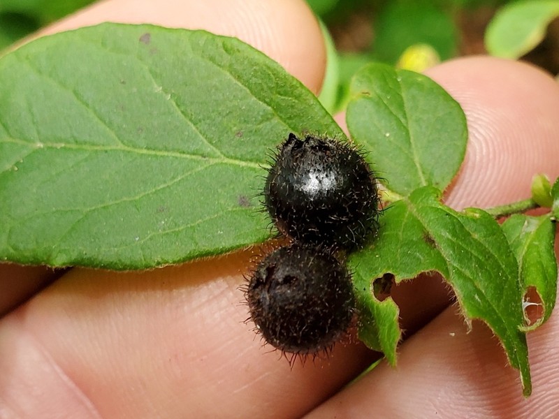 Hairy Blueberry photo 6