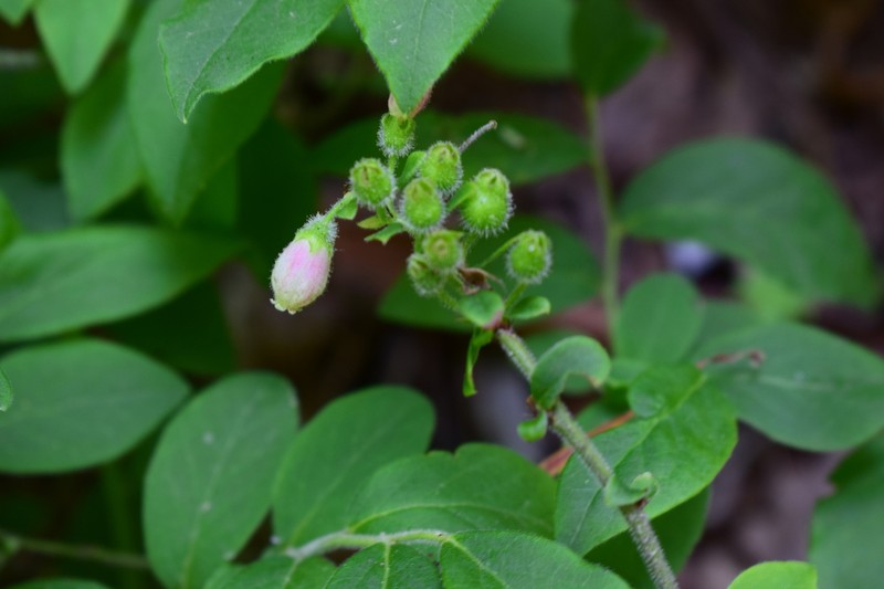Hairy Blueberry photo 8
