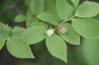 Vaccinium hirtum