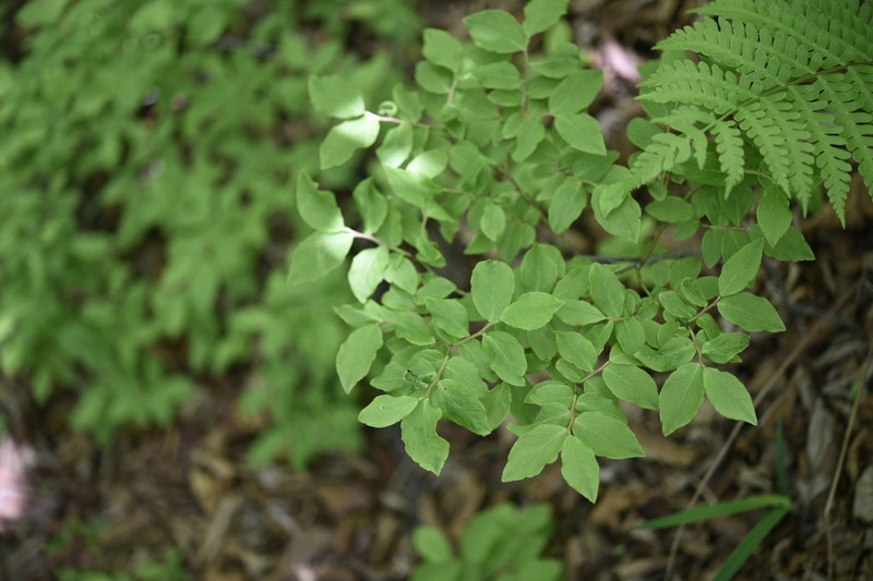 Vaccinium hirtum photo 2