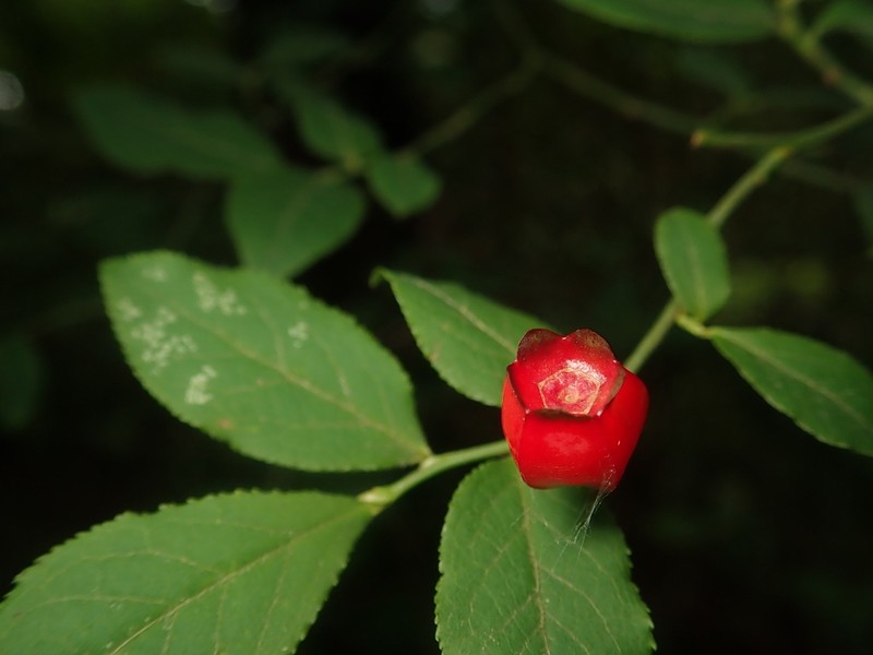 Vaccinium hirtum photo 3