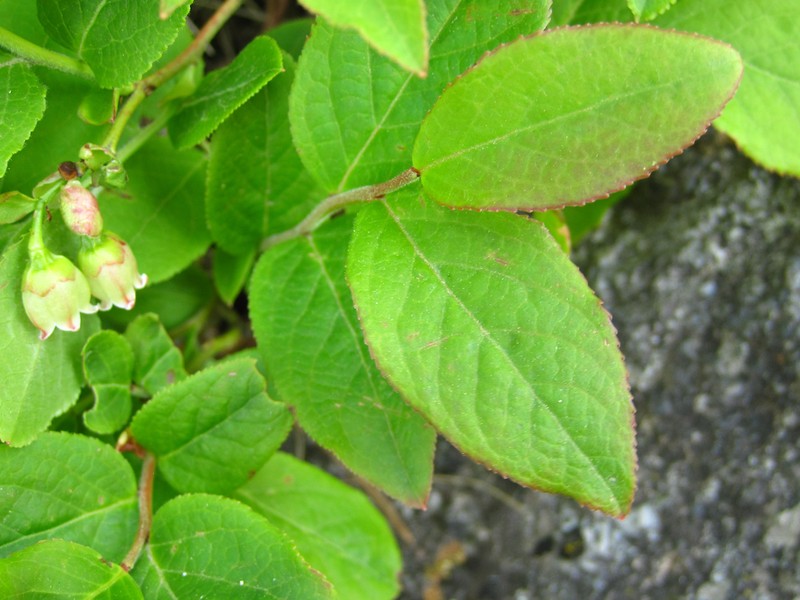 Vaccinium hirtum photo 4
