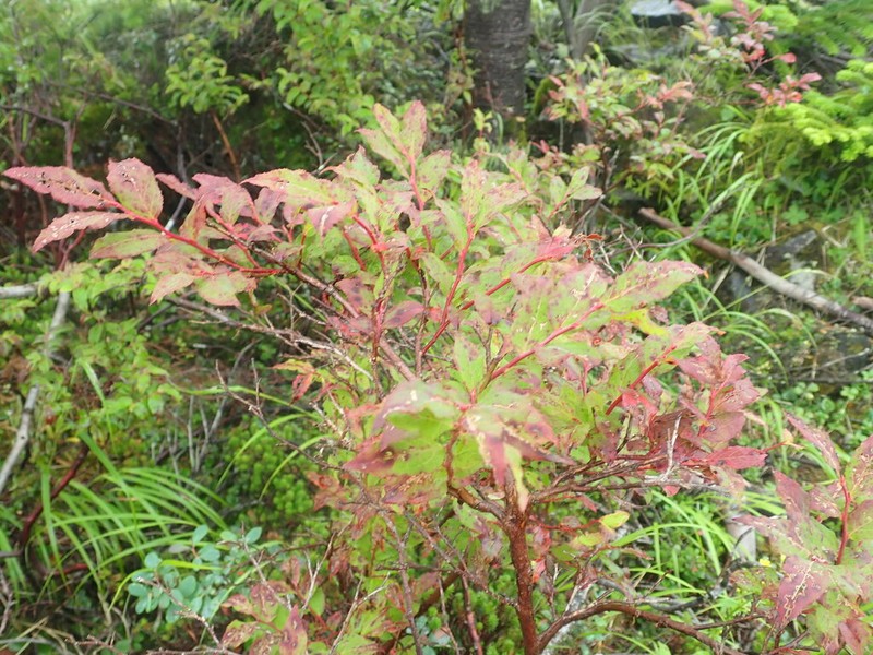 Vaccinium hirtum photo 5