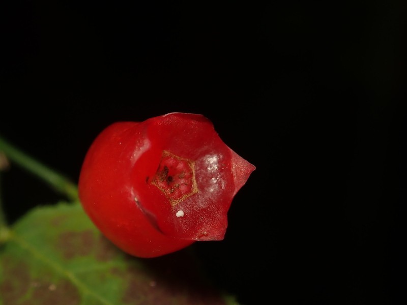 Vaccinium hirtum photo 6