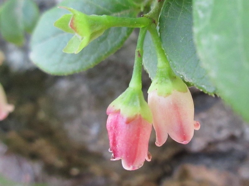 Vaccinium hirtum photo 7