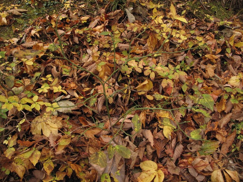 Vaccinium hirtum photo 8