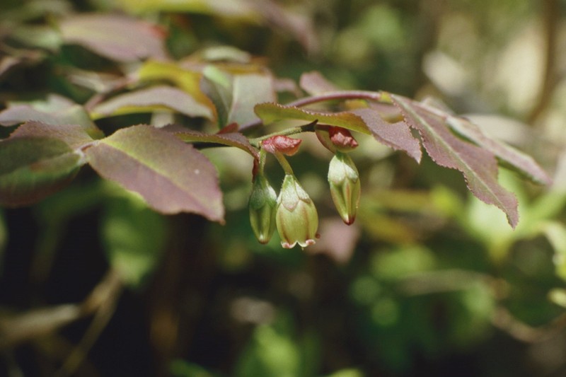 Vaccinium hirtum var. hirtum