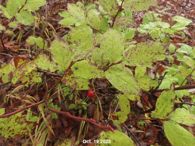 Vaccinium hirtum var. koreanum