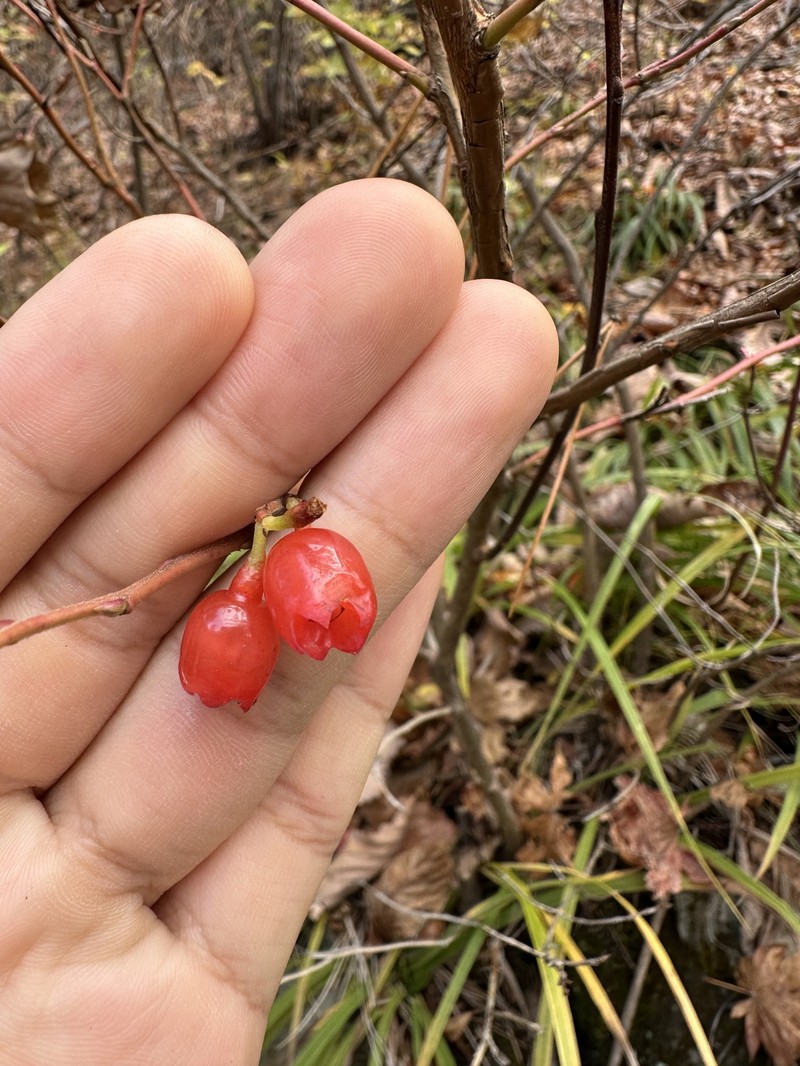 Vaccinium hirtum var. koreanum photo 2