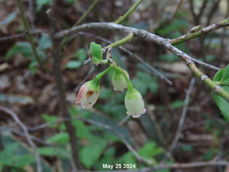 Vaccinium hirtum var. koreanum photo 3