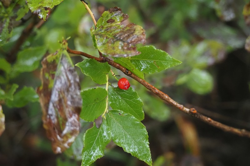 Vaccinium hirtum var. koreanum photo 4