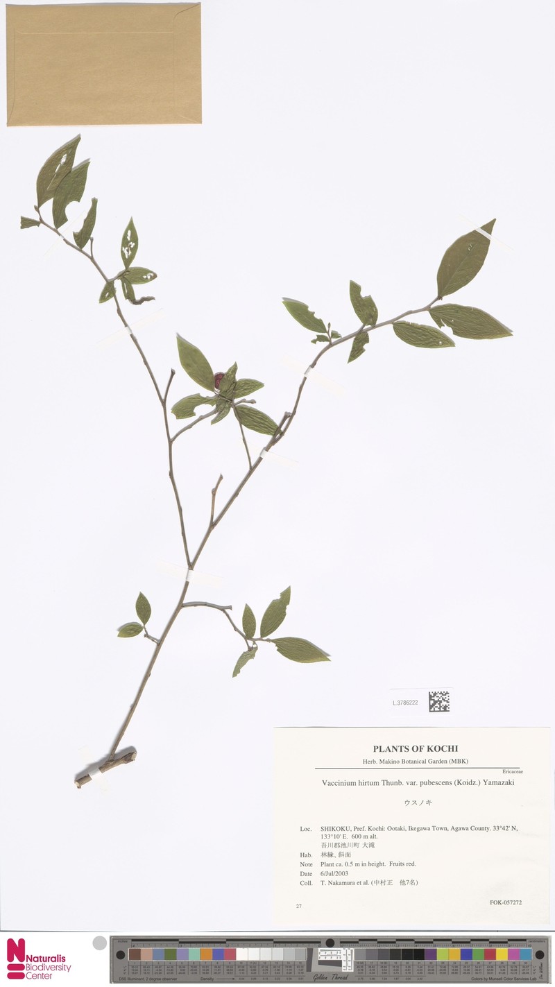 Vaccinium hirtum var. pubescens