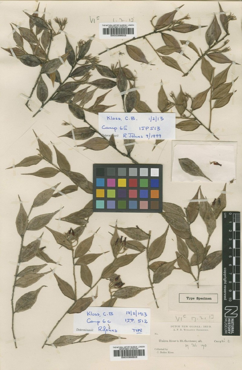 Vaccinium hispidulissimum