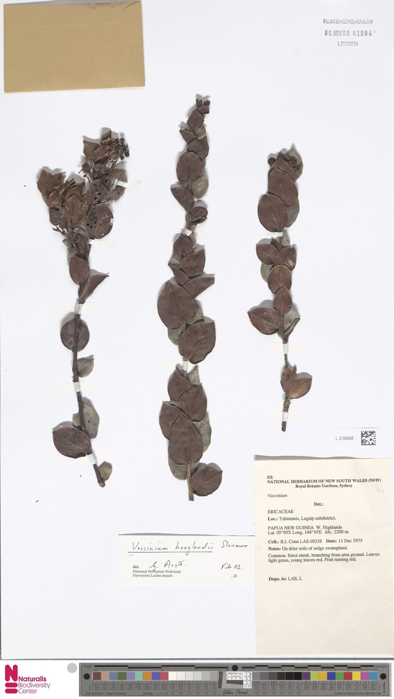 Vaccinium hooglandii