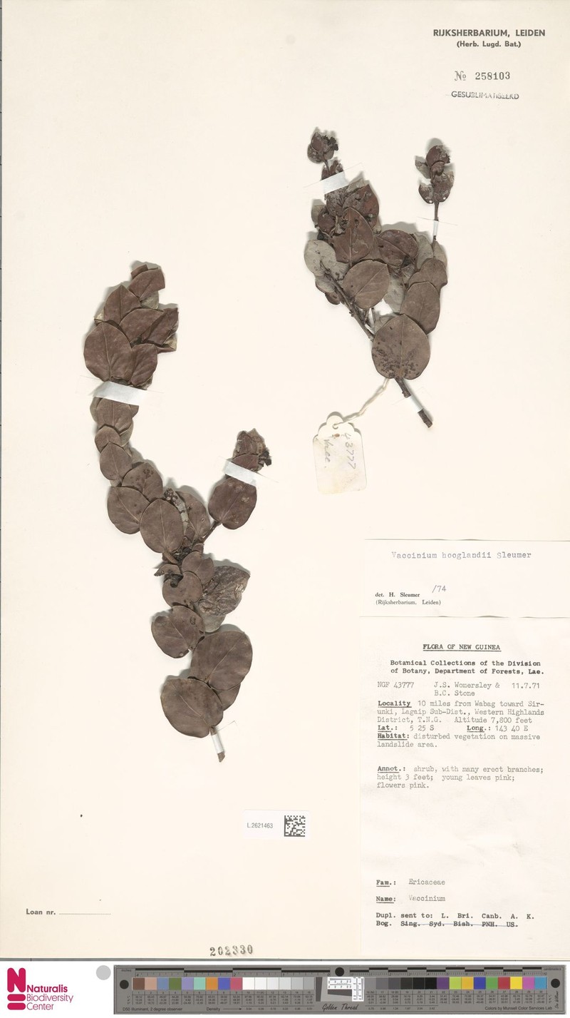 Vaccinium hooglandii photo 2