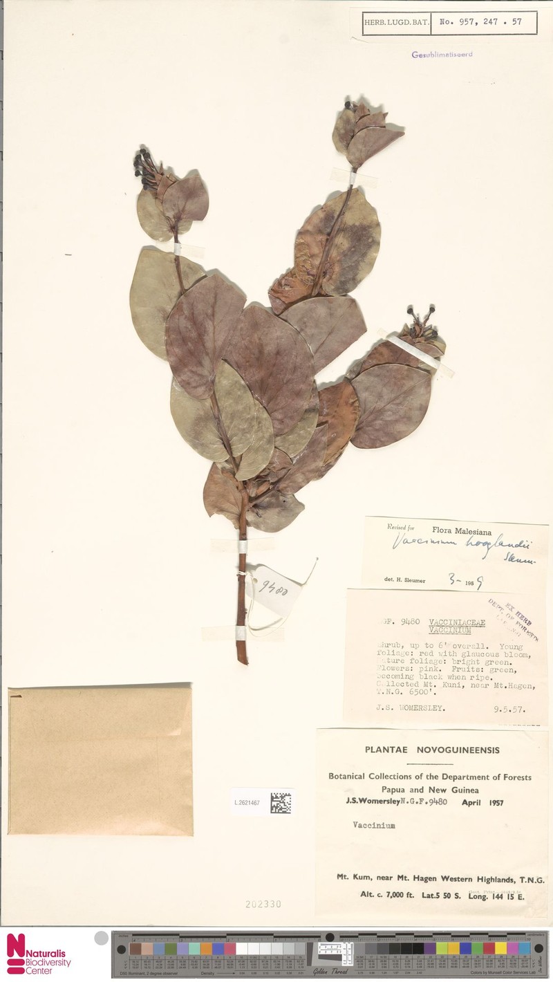 Vaccinium hooglandii photo 3