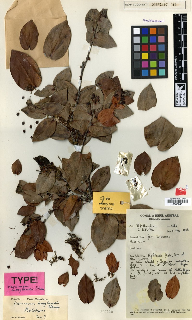 Vaccinium hooglandii photo 4