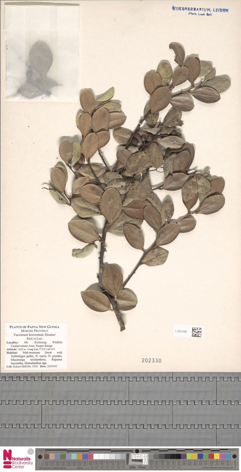 Vaccinium horizontale