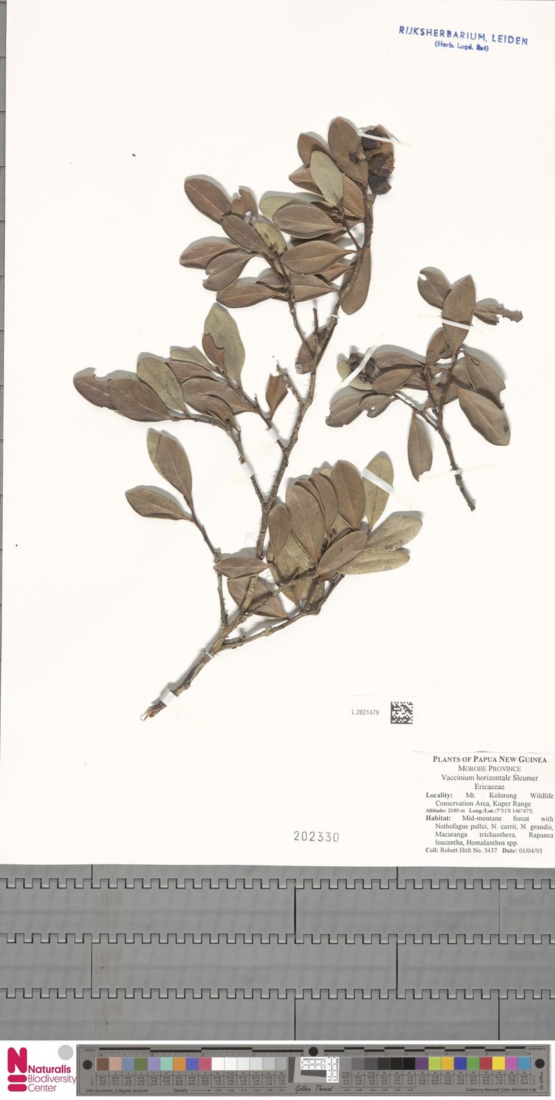 Vaccinium horizontale photo 2
