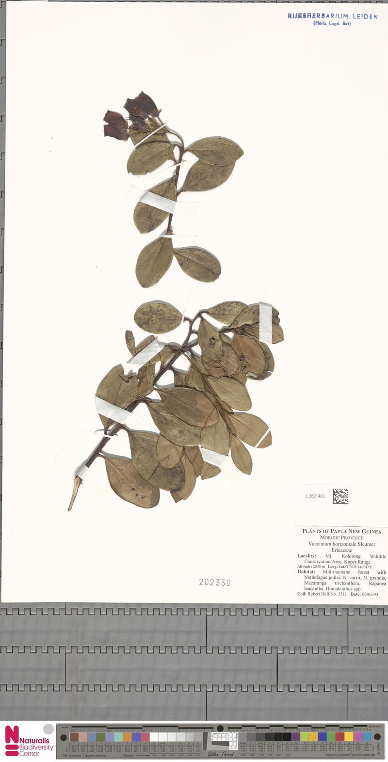 Vaccinium horizontale photo 3