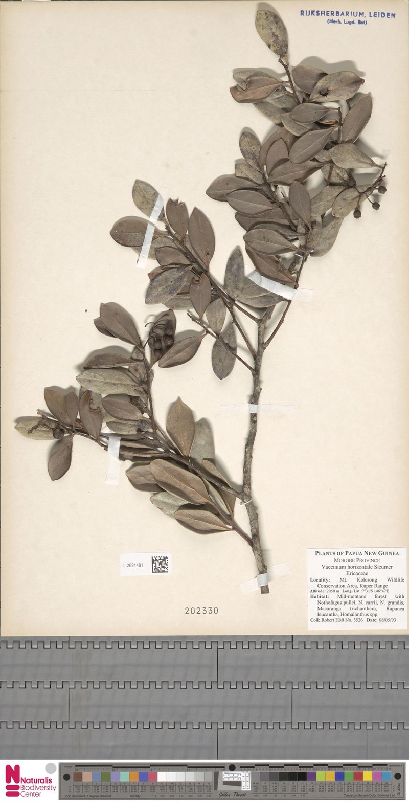 Vaccinium horizontale photo 4