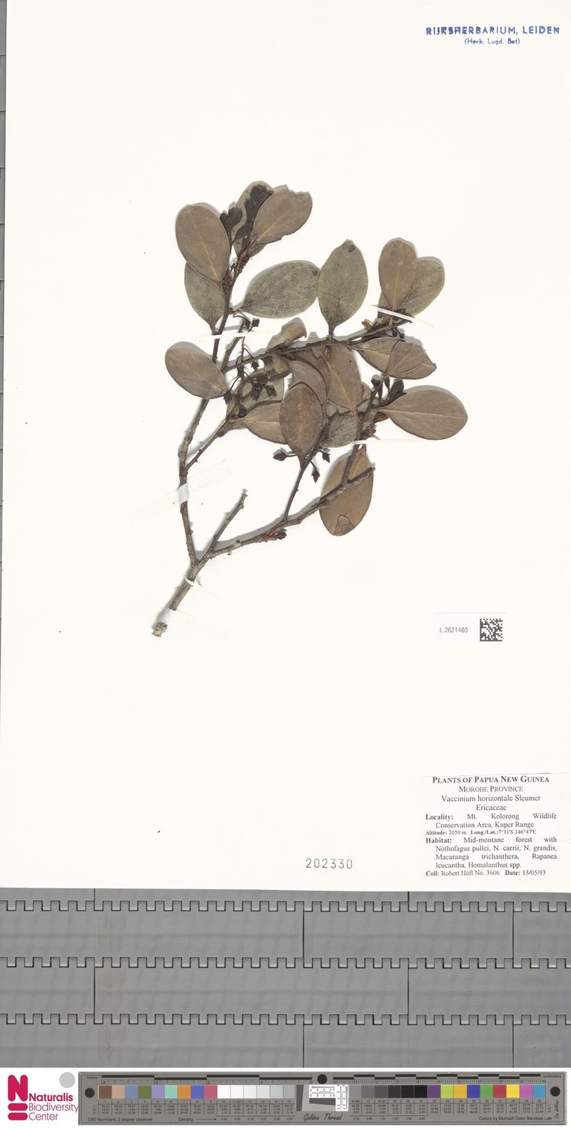 Vaccinium horizontale photo 5