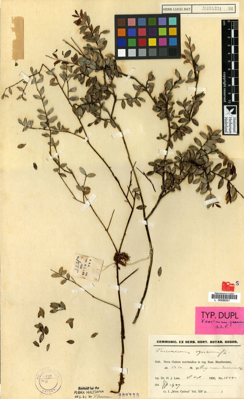 Vaccinium igneum