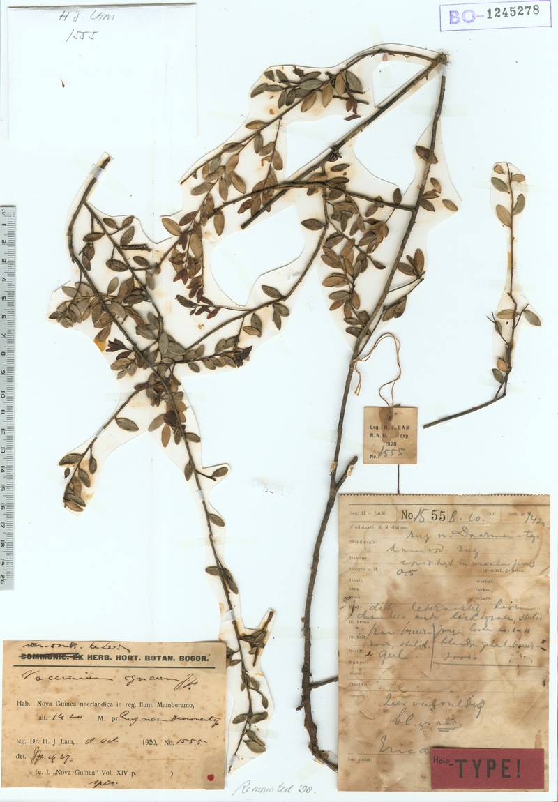 Vaccinium igneum photo 2